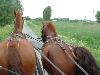 voir l'annonce